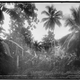 Illustration for article titled Coconut